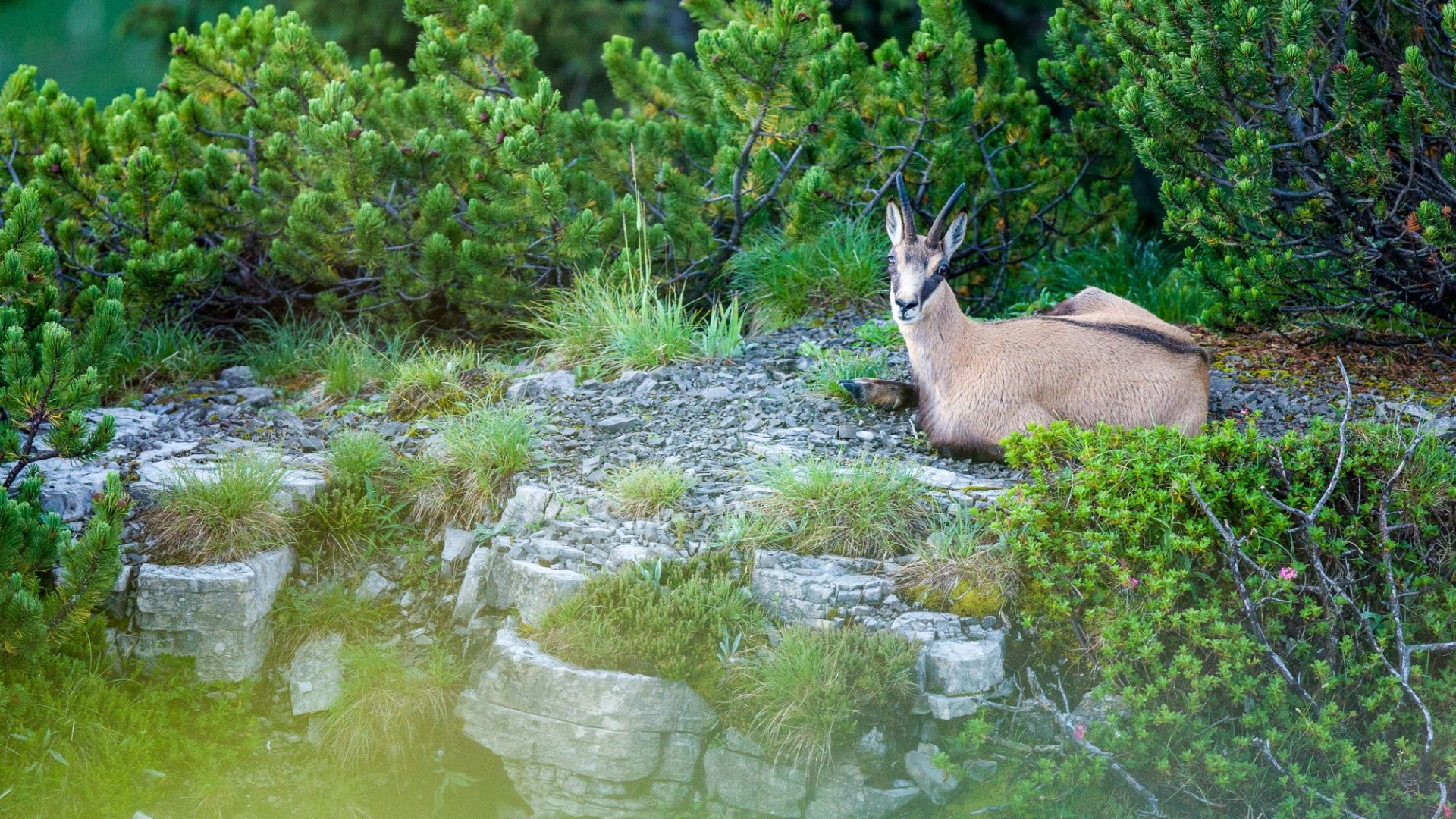 thf_wildes-tal_bernd-ritschel, © Der Tegernsee (Bernd Ritschel)