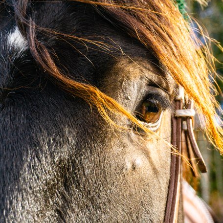 A horse, &copy; Der Tegernsee, Stefanie Pfeiler