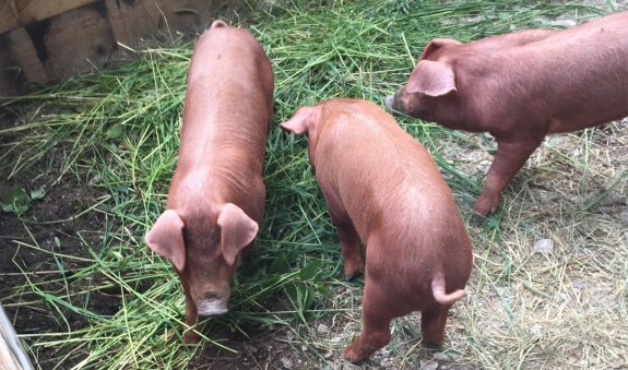 Sperrhof EKF, © Daniel Delang