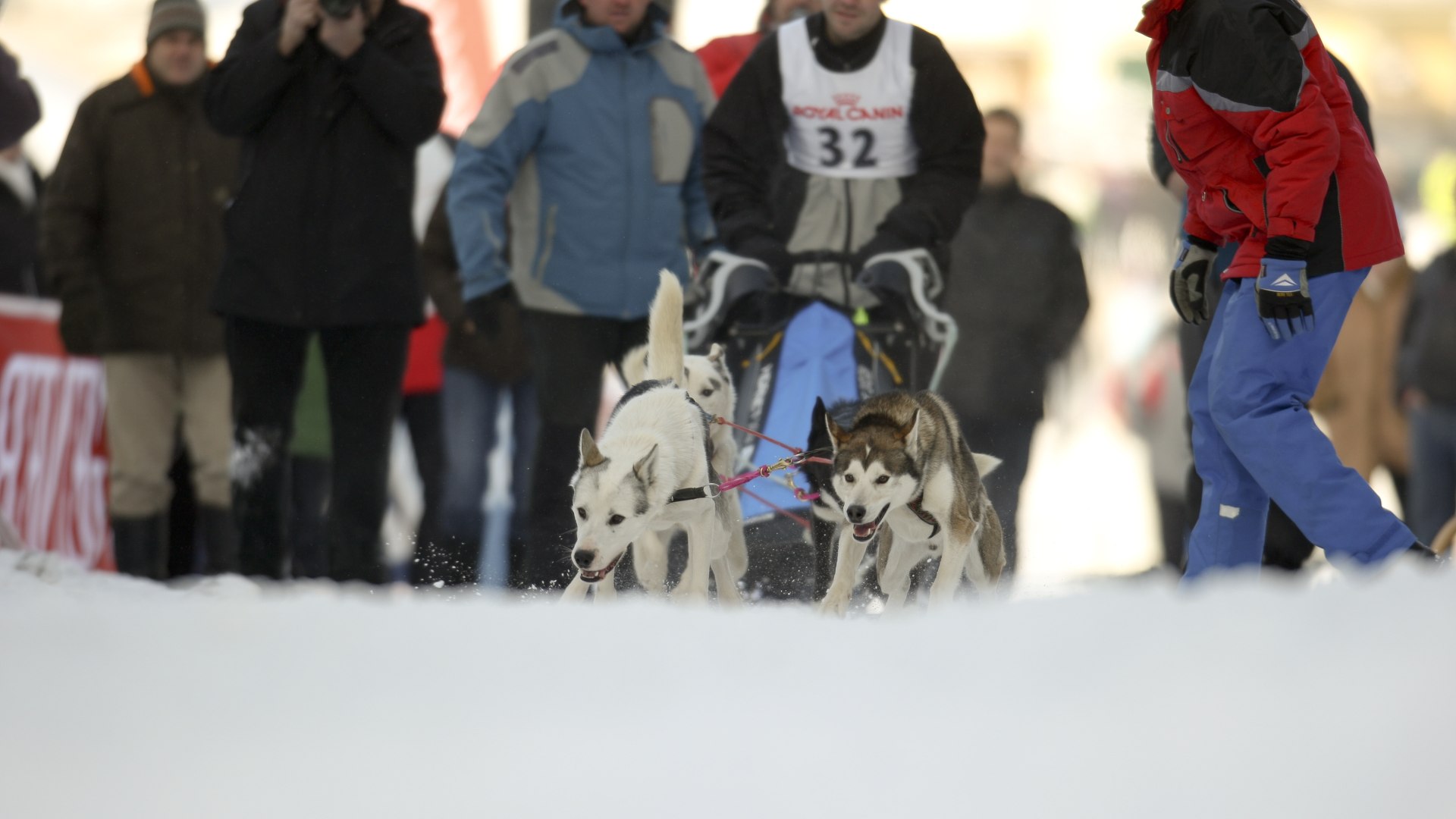 seevents_hundeschlitten seevents_hundeschlitten