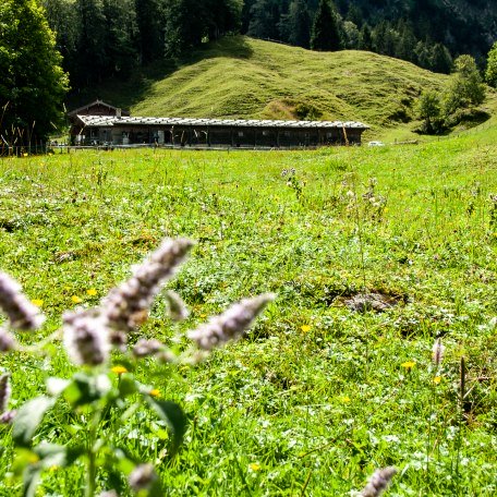 NK_Almwanderung Wittelsbacher © Sabine Ziegler-Musiol_0197, © DER TEGERNSEE