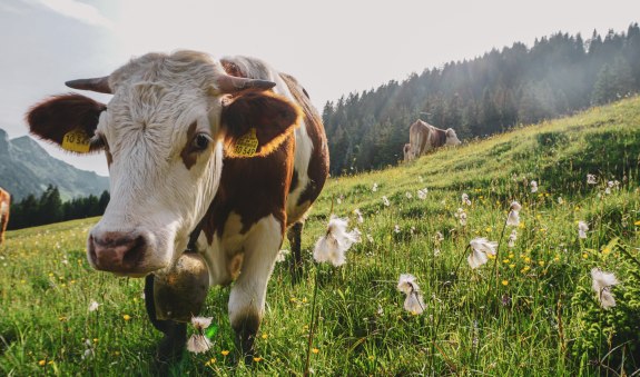 Almk&uuml;he vom Gschwandlerhof, &copy; Jana L&auml;mmerer