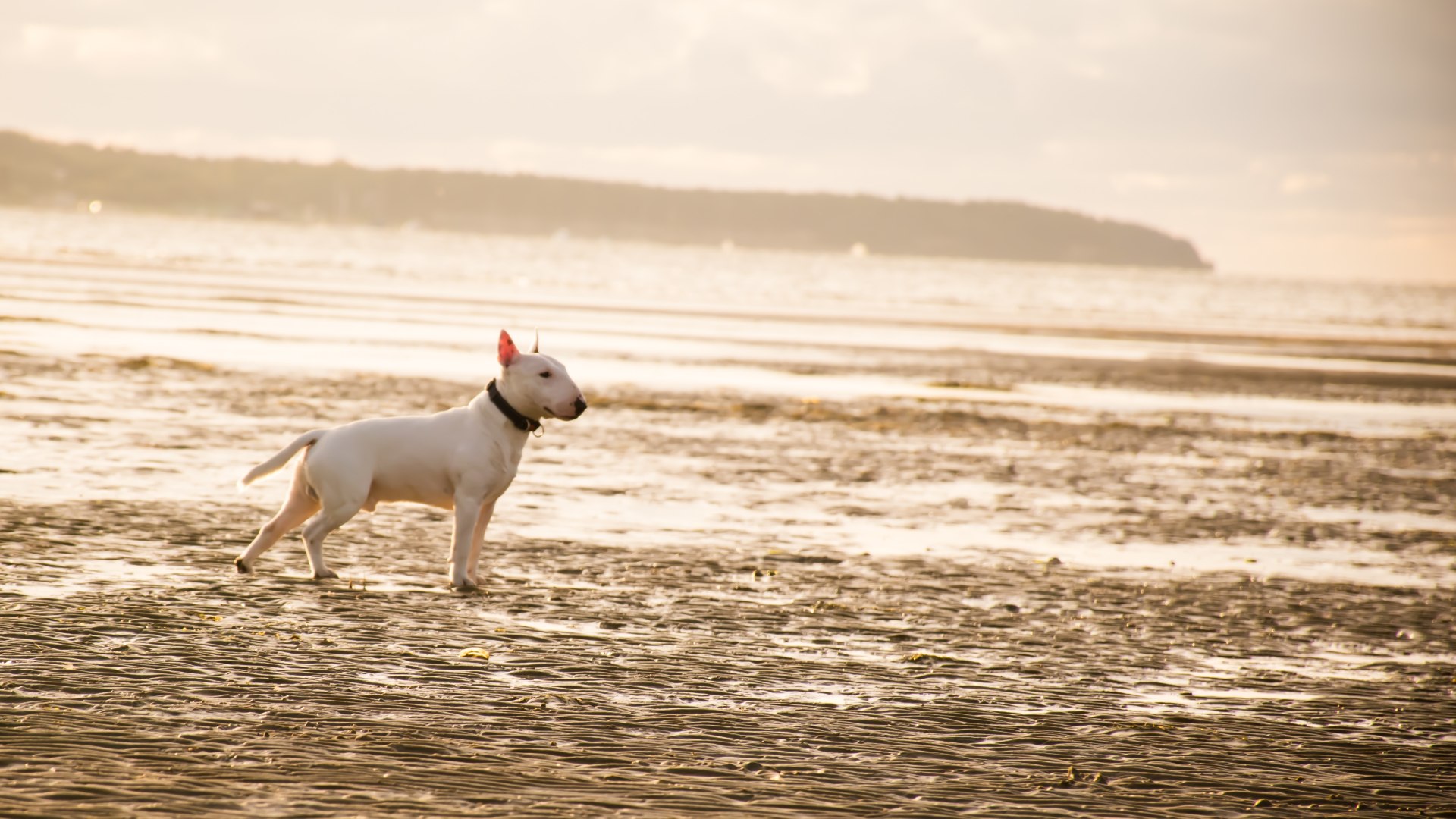 Hund am Strand, © Photo by Daniil Lebedev on Unsplash
