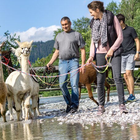 Alpaka Wanderungen am Tegernsee, © Der Tegernsee Alpaka Wanderungen am Tegernsee, © Der Tegernsee