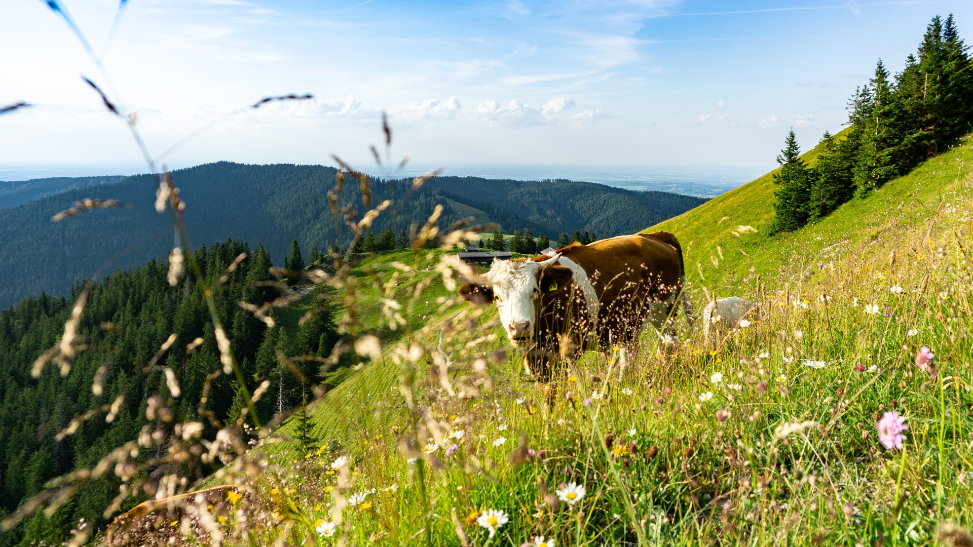 Kuh auf blühender Weidewiese in den Bergen, © Stefanie Pfeiler