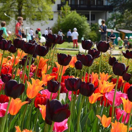gartenblumentage_tulpen