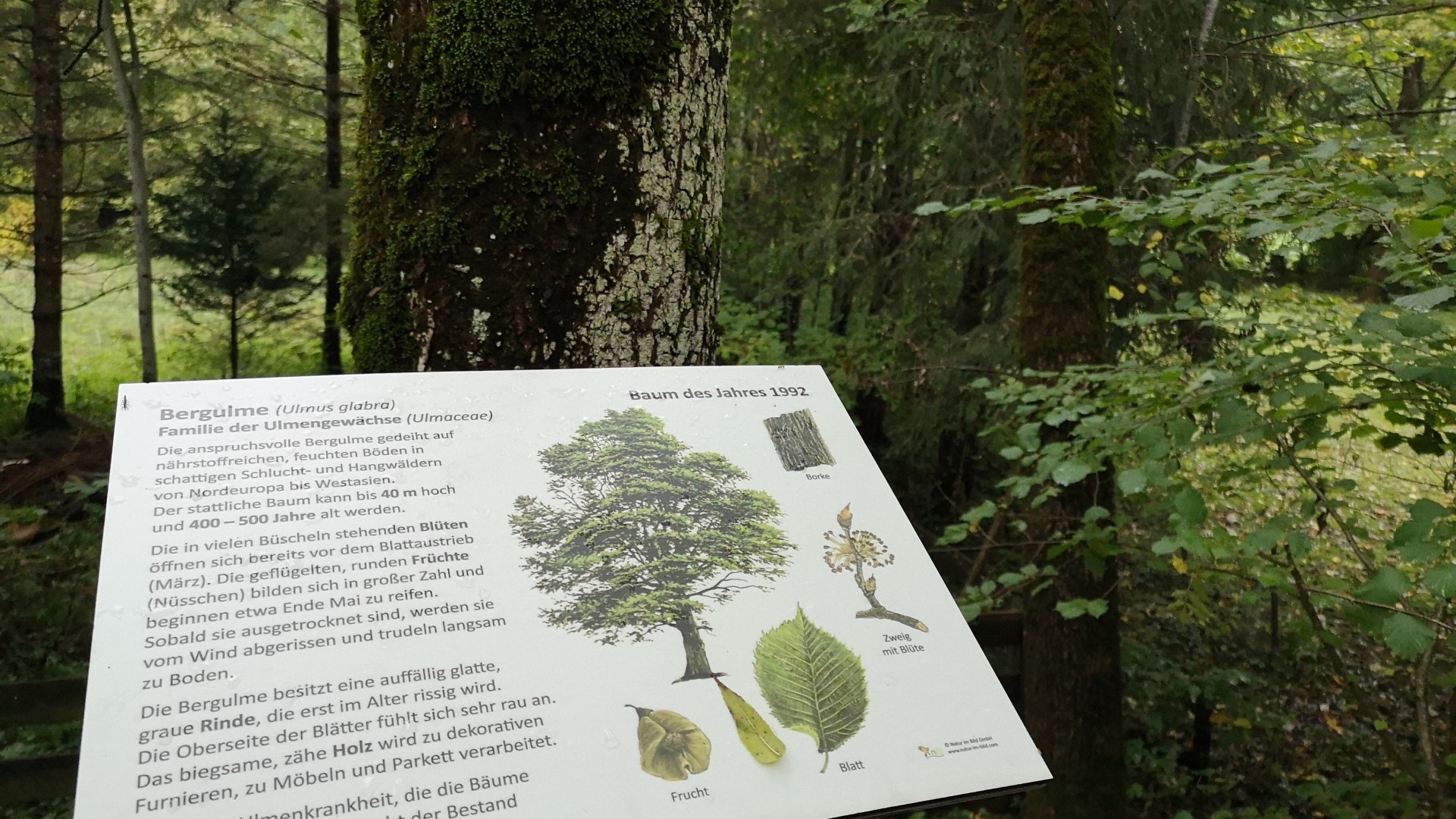 Baumpfad Rottach-Egern, © Der Tegernsee Baumpfad Rottach-Egern, © Der Tegernsee