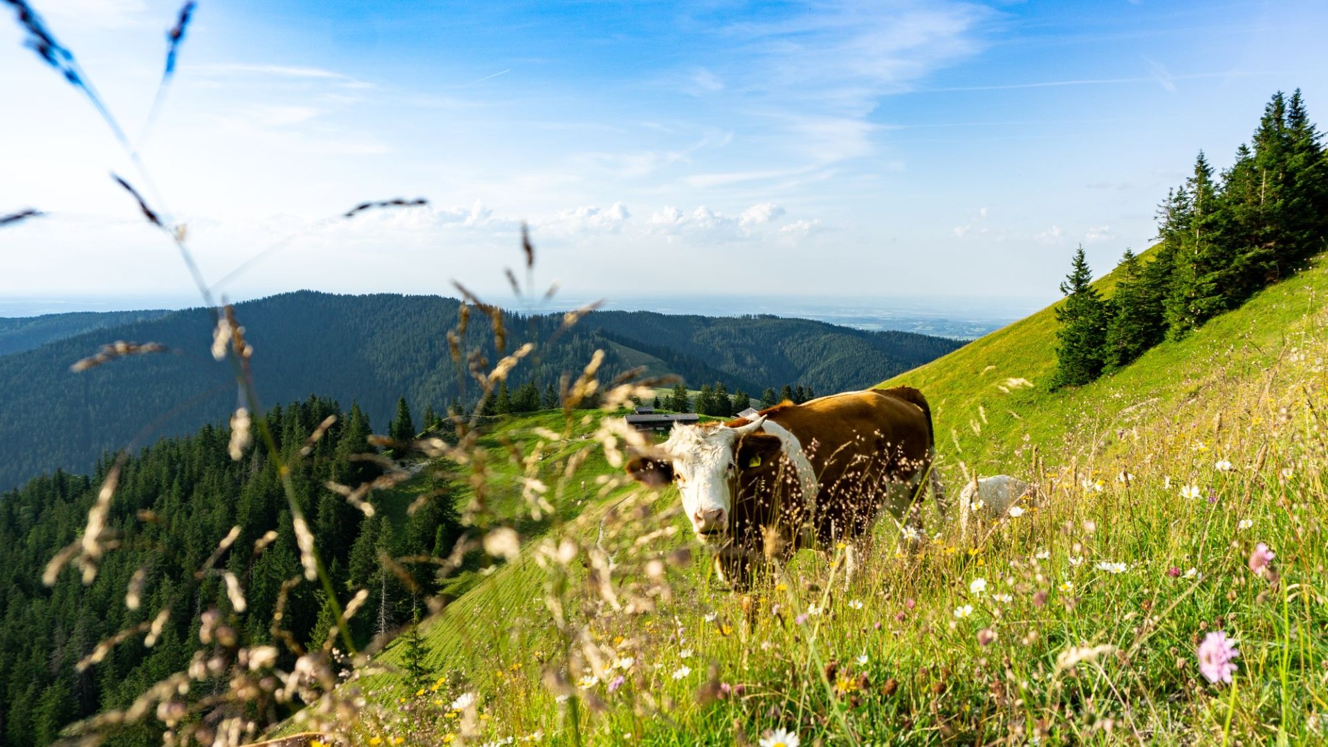 Landwirt Stadler, © Der Tegernsee (Stefanie Pfeiler)