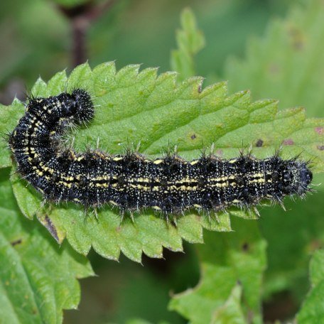 Lehr- und Erlebnisgarten, © pronatur Lehr- und Erlebnisgarten, © pronatur