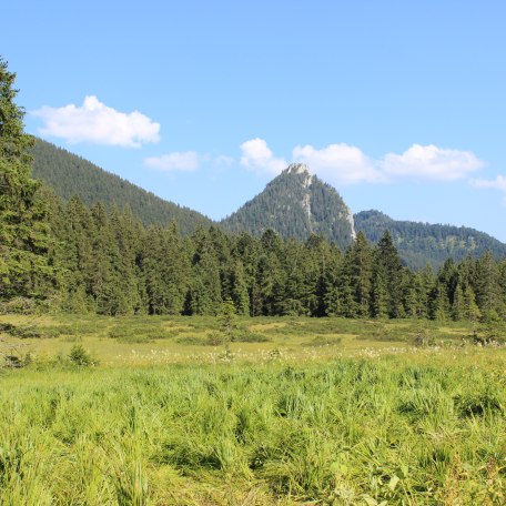 Hochmoor Schwarzentenn, © Jennifer Hanschke_Wasserwirtschaftsamt Rosenheim