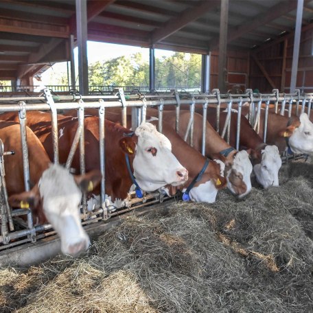 unsere K&uuml;he im Laufstall, &copy; im-web.de/ Tourist-Information Bad Wiessee