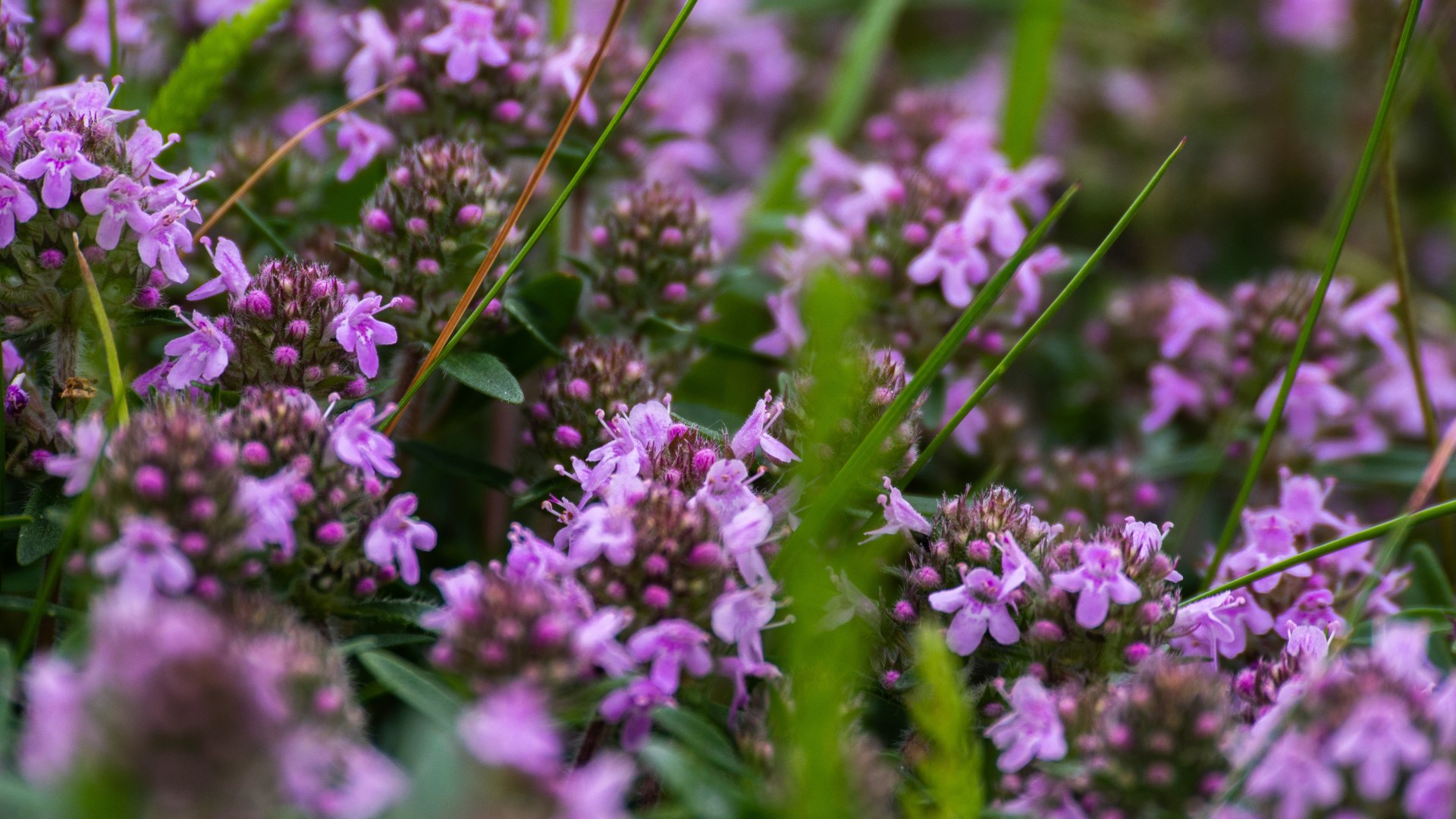 Wilder Thymian, © AdobeStock