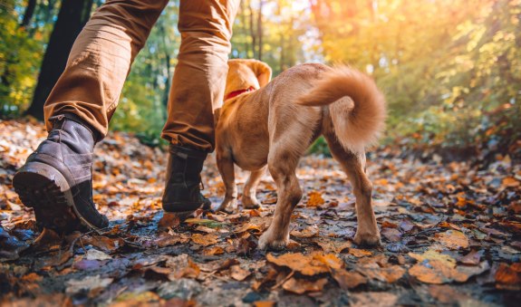 Wandern mit Hund, © Feuer und Eis (shutterstock) Wandern mit Hund, © Feuer und Eis (shutterstock)