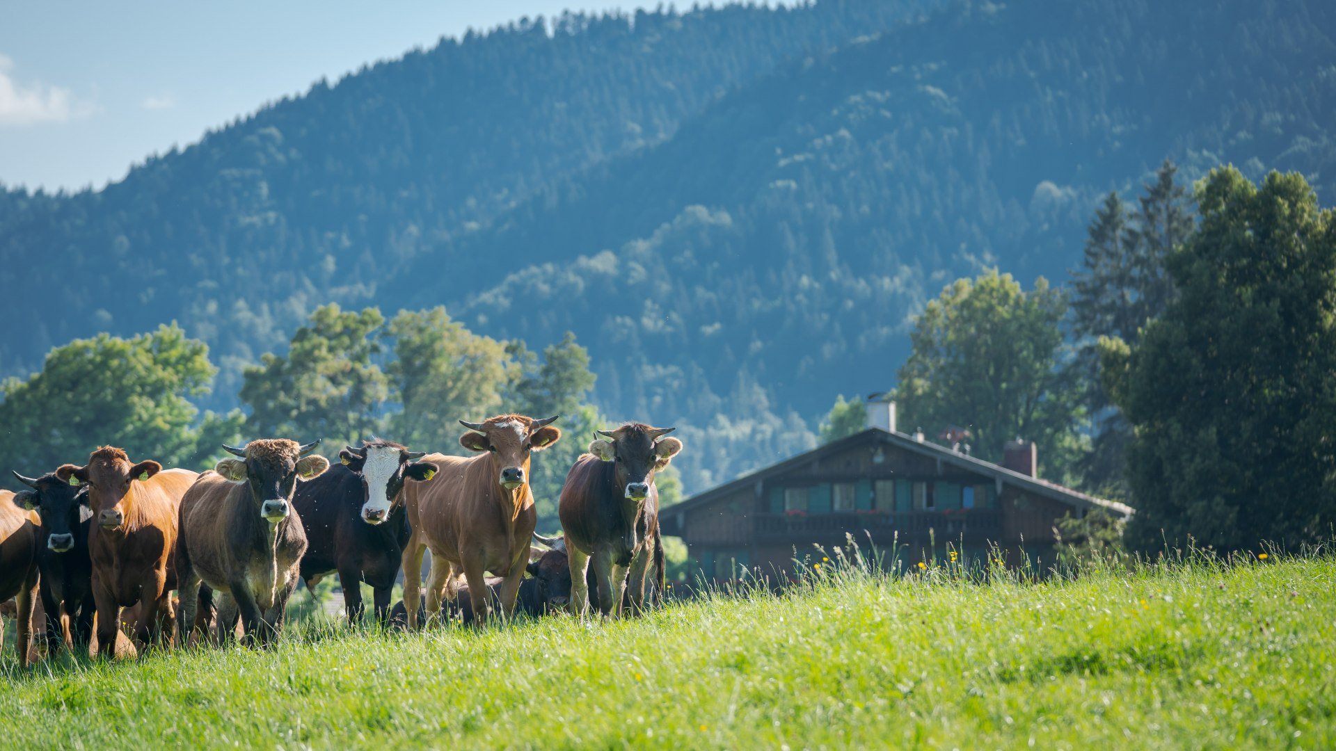 Holz_Wanderung © Der Tegernsee_Dietmar Denger (3), © Dietmar Denger Holz_Wanderung © Der Tegernsee_Dietmar Denger (3), © Dietmar Denger