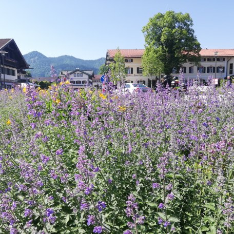 Blühwiese in Bad Wiessee am Lindenplatz, © Rolf Neresheimer