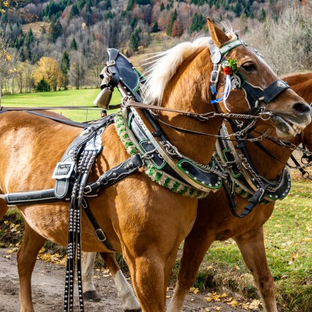 Pferdegespann bei der Leonhardifahrt, © Der Tegernsee, Stefanie Pfeiler