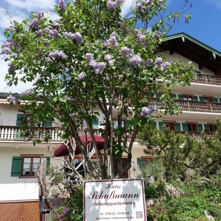 Fliederstrauch, &copy; im-web.de/ Tourist Information Tegernsee