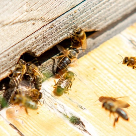 IMG-20220517-WA0015, &copy; G. Biechl