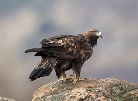 steinadler-sitzend-adobe-stock_hpe_1, &copy; &copy; Adobe Stock HPE