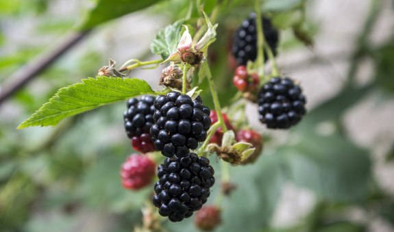 Die Brombeere, &copy; AdobeStock