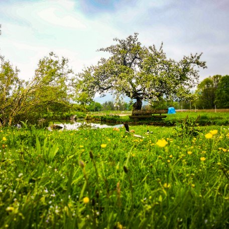 boarhof_mai19-02-1-von-1, &copy; Der Tegernsee Rachel