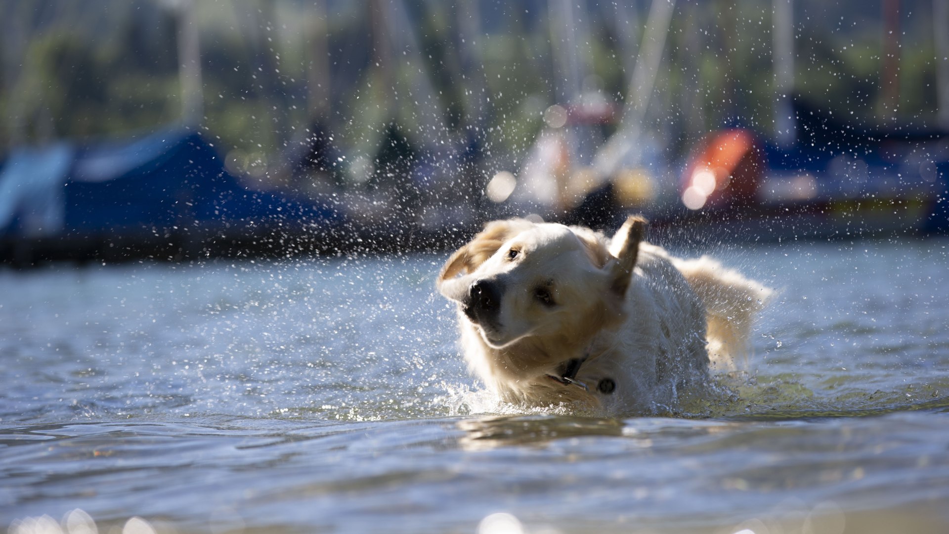 Auch die Vierbeiner genießen das Wasser des Tegernsee, © Hansi Heckmair