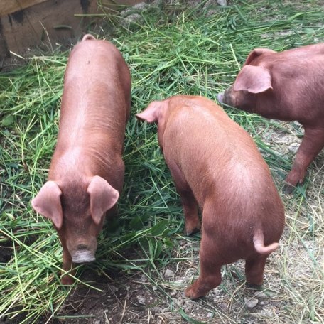 Sperrhof EKF, &copy; Daniel Delang