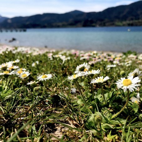 seeglas_3, © Der Tegernsee seeglas_3, © Der Tegernsee