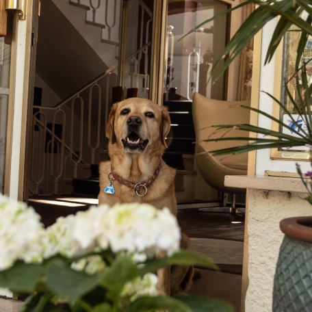 Hunde sind willkommen, © im-web.de/ Tourist-Information Rottach-Egern