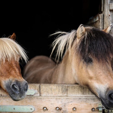 Reiterhof, &copy; im-web.de/ Tourist-Information Kreuth