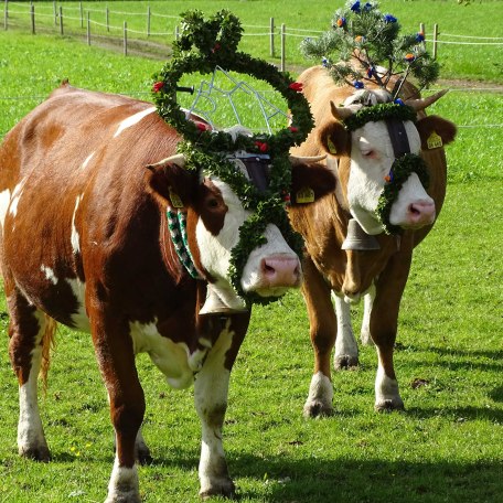 Almabtrieb des Jungviehs, © im-web.de/ Tourist-Information Kreuth