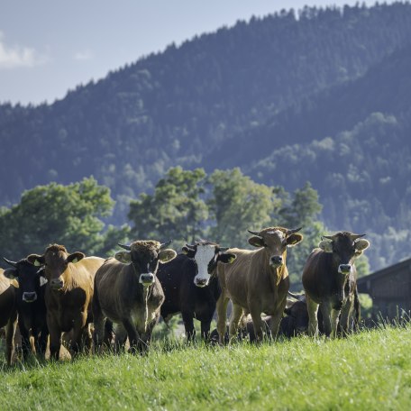 Weidekühe, © Der Tegernsee, Dietmar Denger