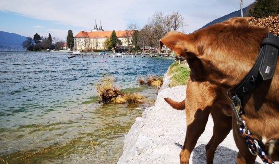 Mit dem Hund am Seeufer von Tegernsee spazieren zu gehen ist ein reiner Genuss., &copy; Stefanie Pfeiler