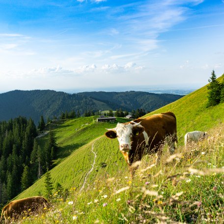 Landschaft Baumgartenschneid, © Der Tegernsee, Stefanie Pfeiler