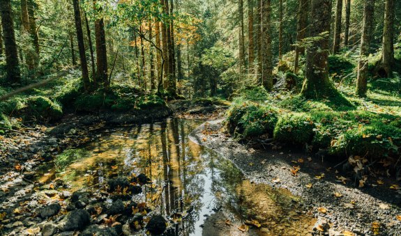 Kreuth-Heilklimawanderung, © Der Tegernsee (Julian Rohn)