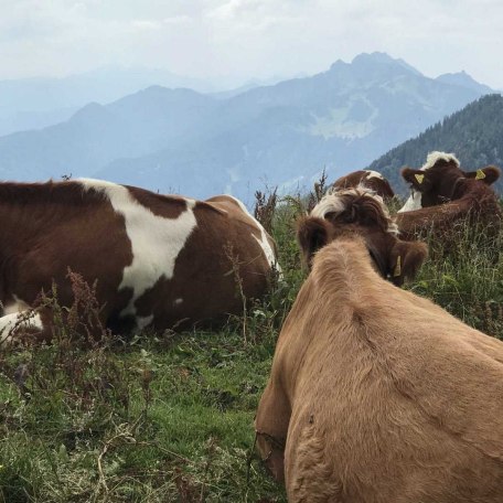 Tegernseer Berge, © Haus Waltraud