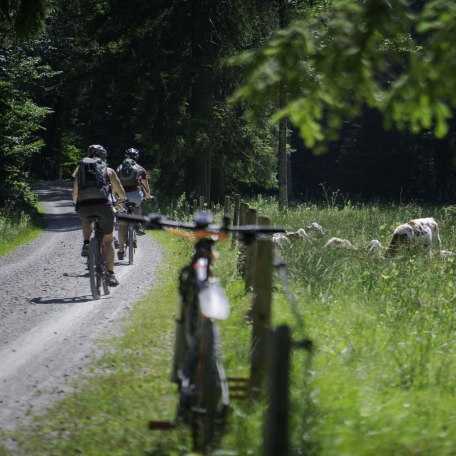 Auf dem Weg zur Schwarzentenn-Alm, &copy; Der Tegernsee