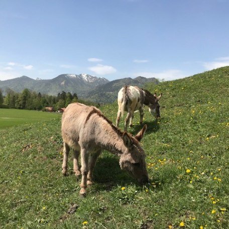 Eselwanderung im Bergsteigerdorf, © Eseltreff am Tegernsee Eselwanderung im Bergsteigerdorf, © Eseltreff am Tegernsee