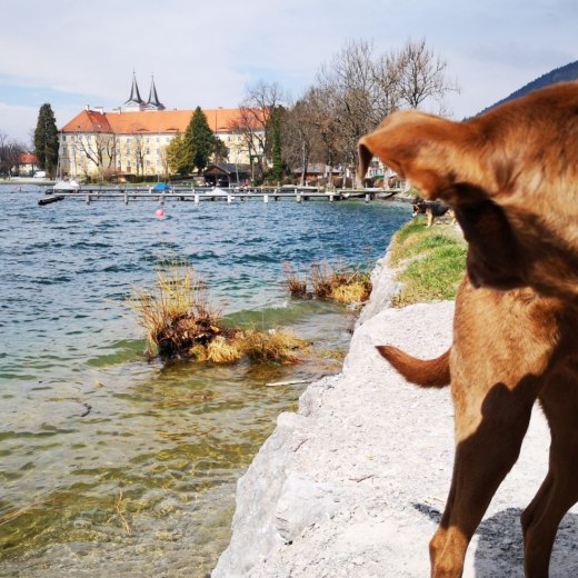 Mit dem Hund am Seeufer von Tegernsee spazieren zu gehen ist ein reiner Genuss., © Stefanie Pfeiler Mit dem Hund am Seeufer von Tegernsee spazieren zu gehen ist ein reiner Genuss., © Stefanie Pfeiler