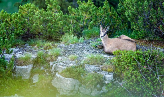 thf_wildes-tal_bernd-ritschel, &copy; Der Tegernsee (Bernd Ritschel)