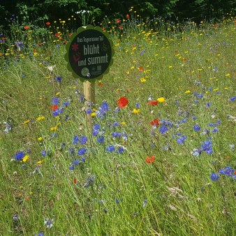Blumenwiese in der Dr. Scheid-Stra&szlig;e, &copy; Gunther Mair