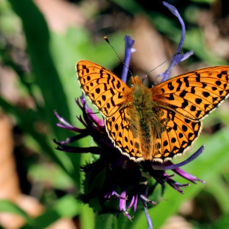 Lehr- und Erlebnisgarten, &copy; pronatur