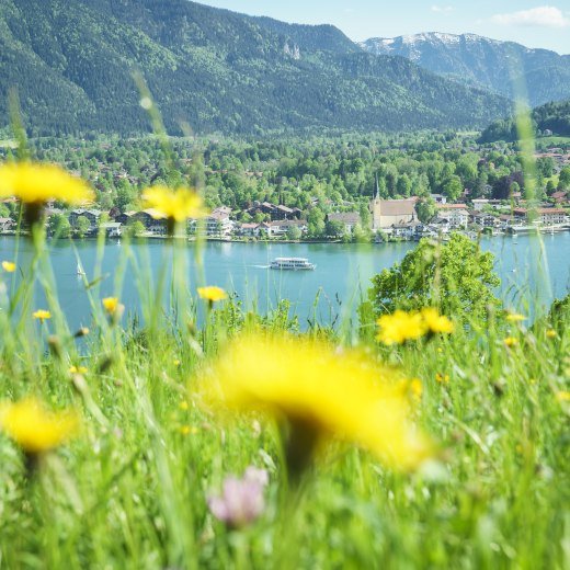 Eine wundervolle Blühwiese oberhalb des Tegernsees im strahlenden Sonnenschein, © Dietmar Denger