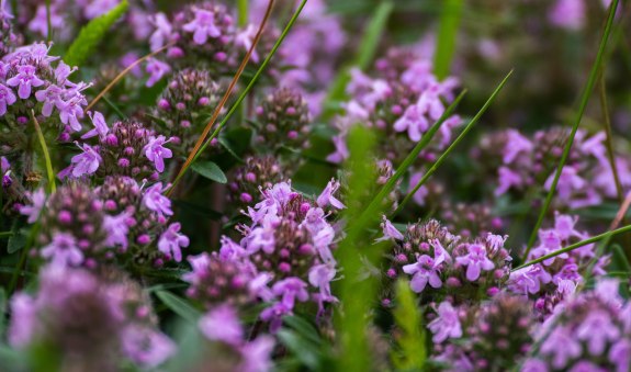 Wilder Thymian, &copy; AdobeStock