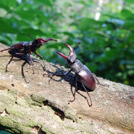Lehr- und Erlebnisgarten, © pronatur Lehr- und Erlebnisgarten, © pronatur