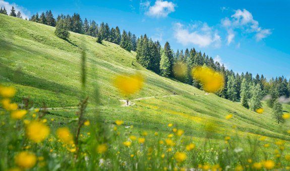 Wanderweg an der Gindelalm, &copy; Alpenregion Tegernsee Schliersee