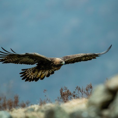 Steinadler fliegend © Adobe Stoc_Tomas Hulik, © Thomas Hulik