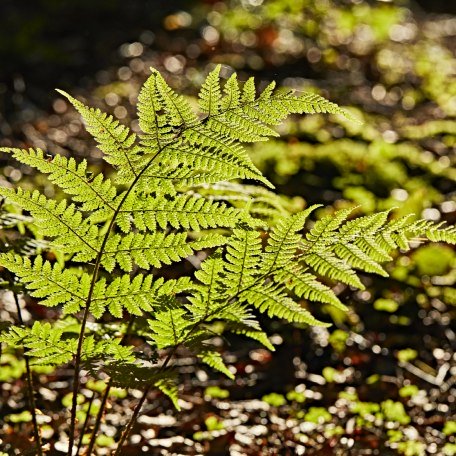 Leuchtend grüner Farn im Wald oberhalb von Tegernsee, © www.bayern.by - Gert Krautbauer