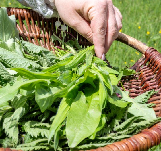 Superfood 03, &copy; Der Tegernsee (Thomas Plettenberg)