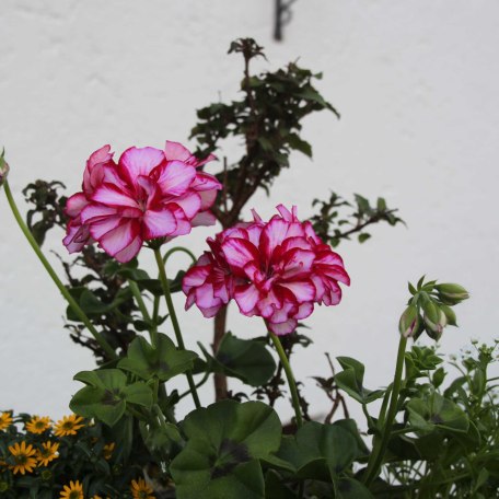 Viele schöne Blumen zieren unser Haus., © im-web.de/ Tourist-Information Bad Wiessee